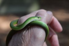 green snake 1.jpg