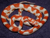 2013CCZigzag.jpg