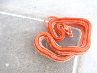IMG_1432.JPG