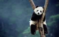 panda.jpg