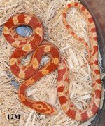 2014 Hatchlings 104 12M.CS.jpg