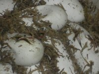 Glades hatching.jpg