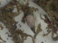 Glades rat pip 1.jpg
