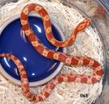 2014 Hatchlings 137 06F.CS.JPG