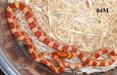 2014 Hatchlings 148 04M.CS.JPG