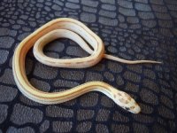 gold dust stripe male 1 KS.jpg