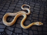 gold dust stripe male 2 KS.jpg