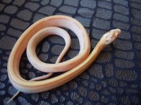 butter stripe male 1 KS.jpg