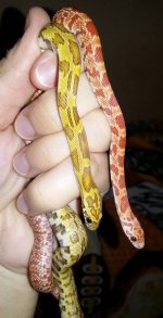 honey und hypo.jpg