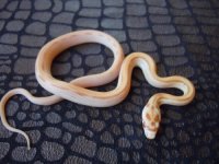 butter stripe male 2 KS.jpg