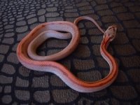bloodred stripe het amel male corn snake KS.jpg