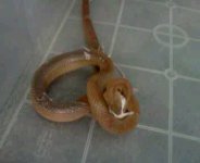 poo snake.jpg