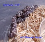 OphAn16-02F DA.jpg