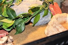 IMG_1484.JPG