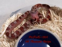 PerRu16-12M.jpg