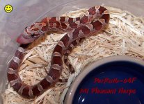 PerRu16-04F BR.jpg