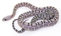 AneryScalelessCornSnake_zpsc7358360.jpg