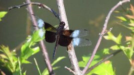 IMG_2231.JPG