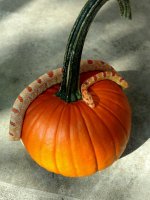 Pumpkin Loopy resize.jpg