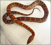 small female 3.JPG