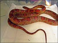 small female 2.JPG