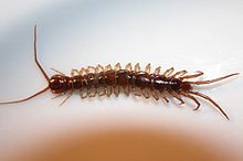 220px-Lithobius_forficatus.jpg