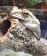 Frog.JPG