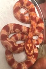 CornSnake 1-9-19.2.jpg