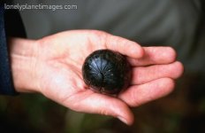 pillmillipede.jpg