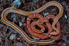 Garter and Madras October-3.jpg