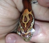 snake eye 2.jpg snake eye 2.jpg