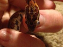 snake eye 1.jpg snake eye 1.jpg