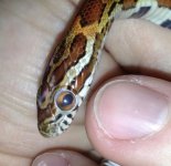 snake eye 3.jpg snake eye 3.jpg
