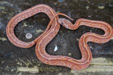 Blood E Jan 2014.jpg