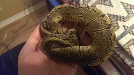 ball-python-1.jpg