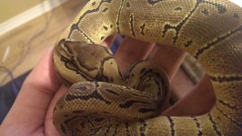 ball-python-2.jpg