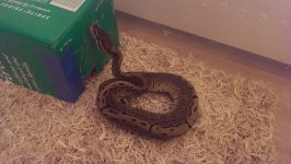 ball-python-3.jpg