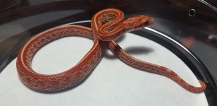 Lava tessera male 1.jpg