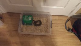 ball-python-4.jpg