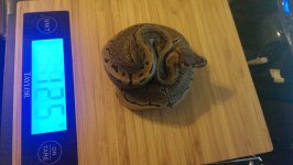 ball-python-pinstripe-weight.jpg