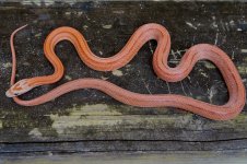 Hypo Stripe J Jan 2014.jpg