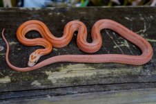 Hypo Stripe J Jan 2014-2.jpg