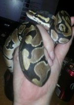 Tiamat.jpg Tiamat.jpg