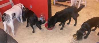 All the Dogs.jpg All the Dogs.jpg