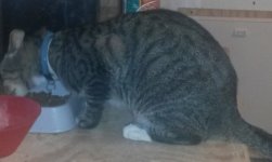 Little Brother(1).jpg Little Brother(1).jpg