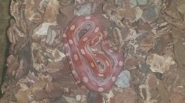 Talutah.jpg Talutah.jpg