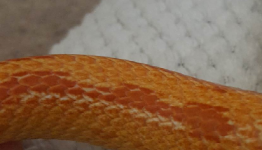white patches 2.png