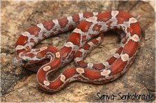 wildhethyciteblo-w301.jpg