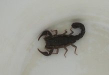 Scorpion.JPG
