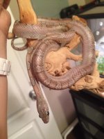 snake.jpg